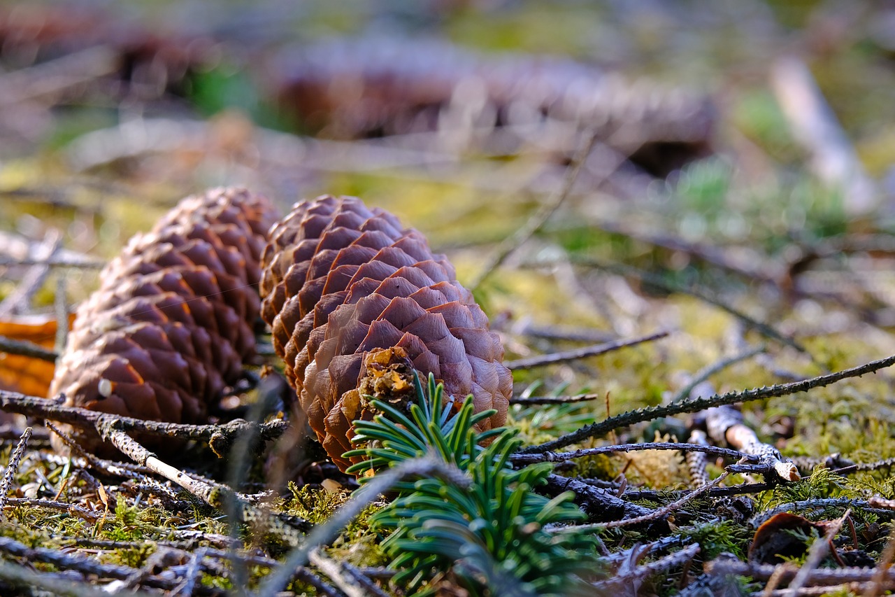 pinecone pixabay