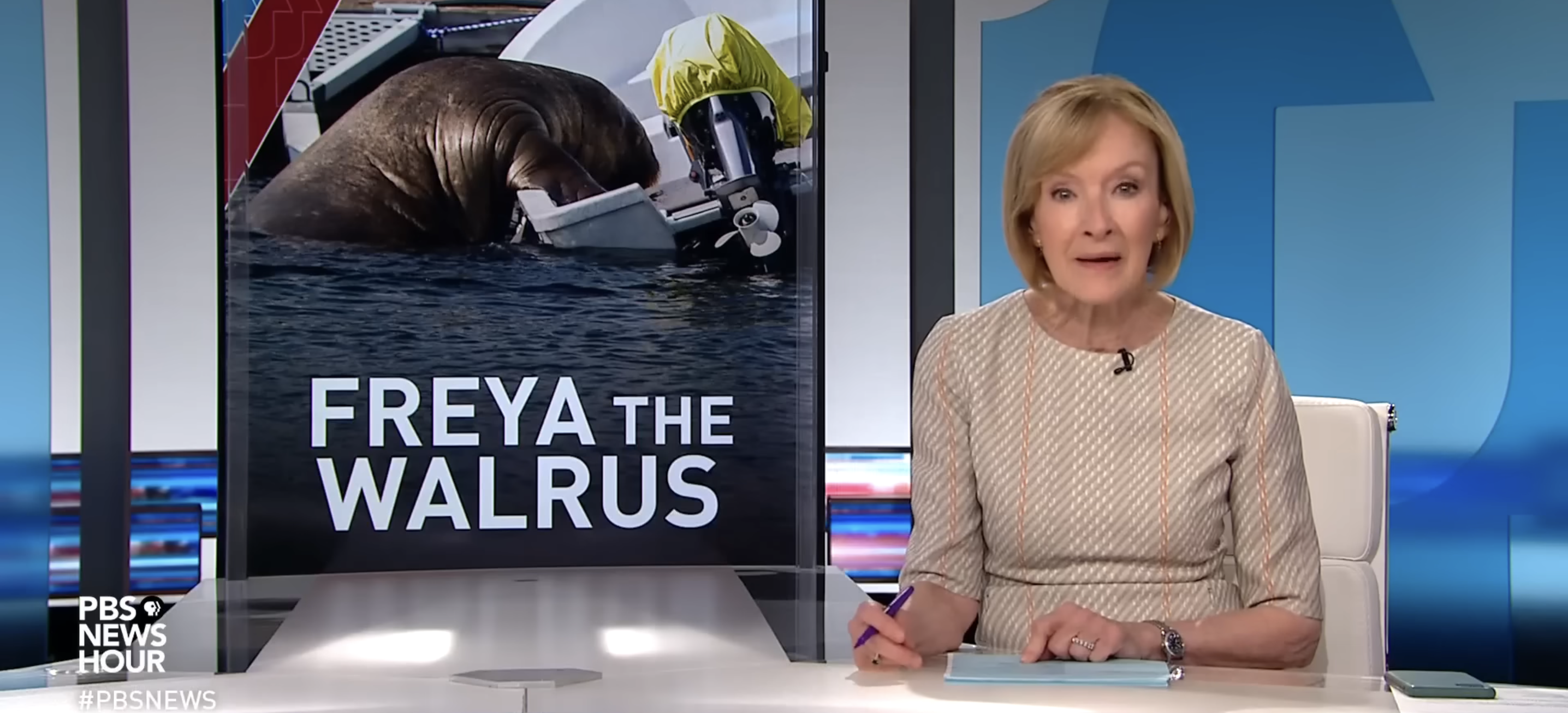 Freya the Walrus