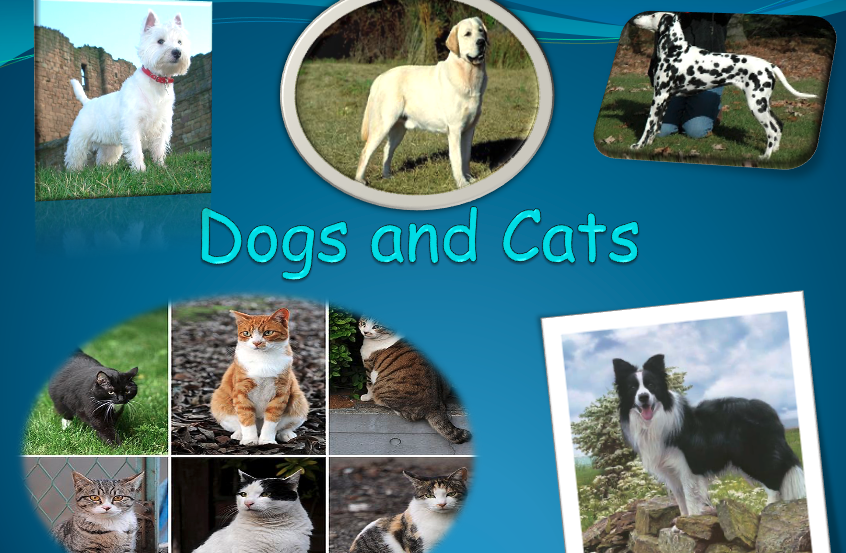 cats and dogs