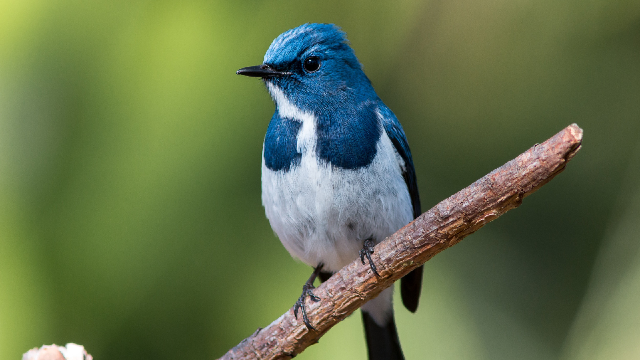 The New Jersey Bird Crisis (Animate for the Animals #2)