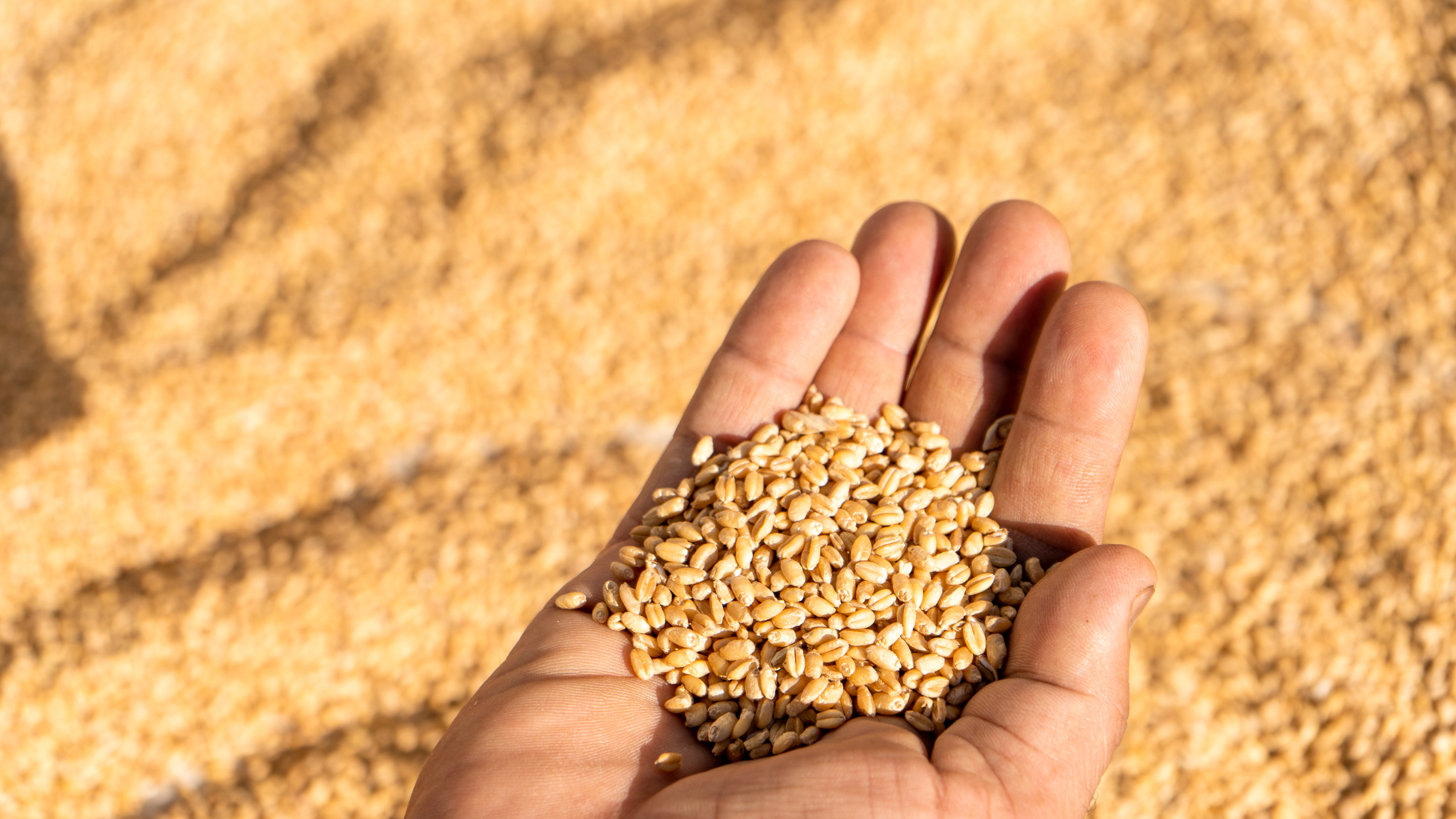 Climate Impacts on Crops