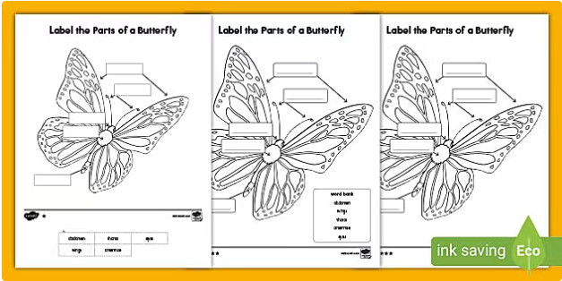 Label a butterfly worksheets