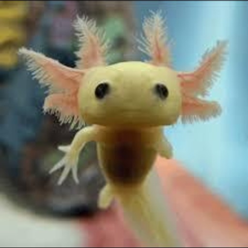 Axolotls Endangered