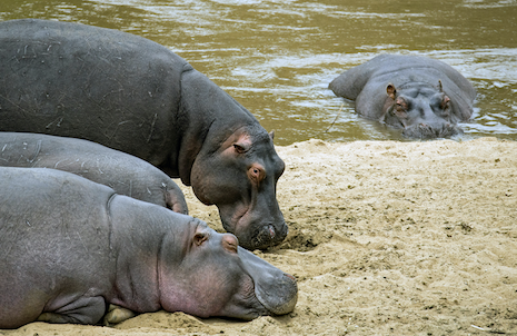 hippo