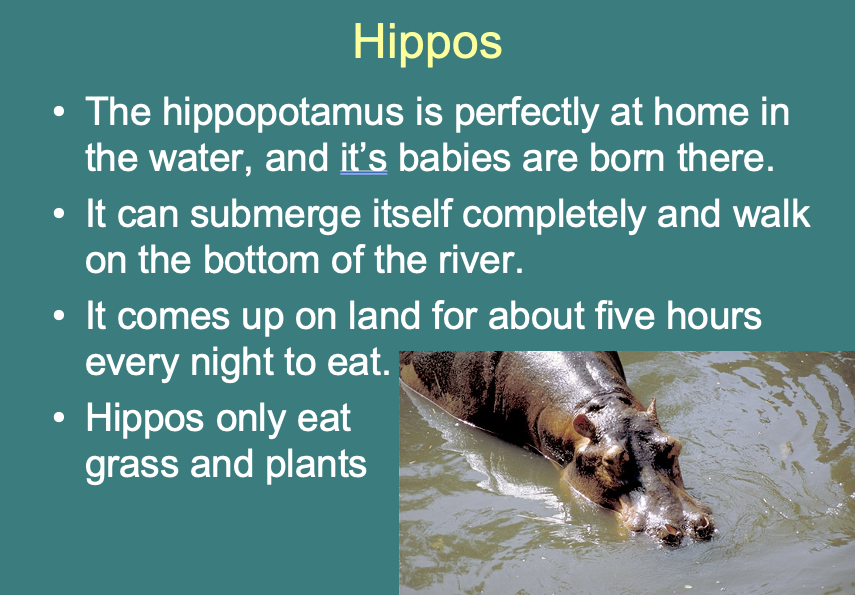 animal life hippo