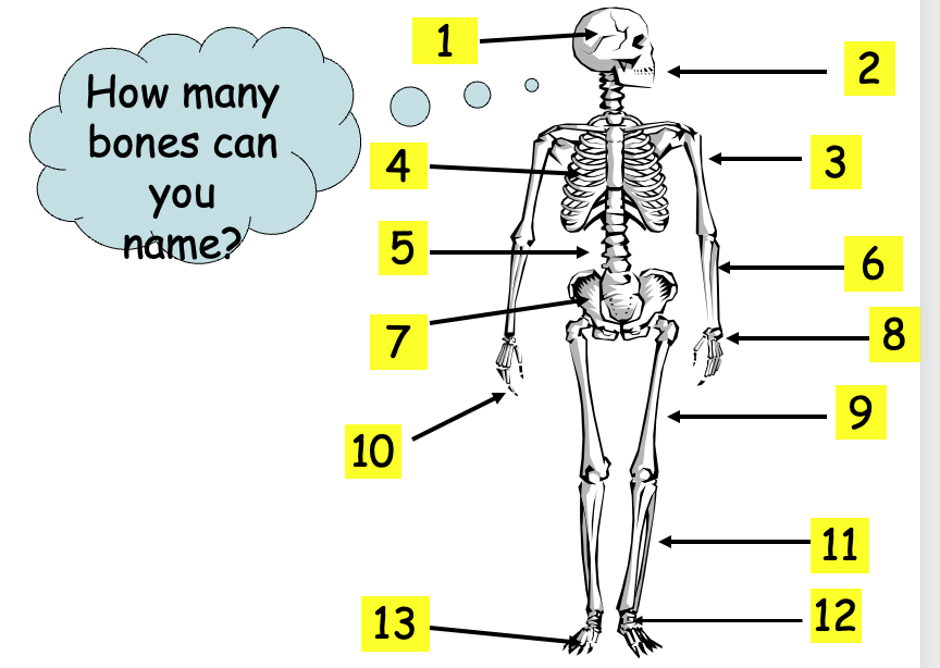 human skeleton