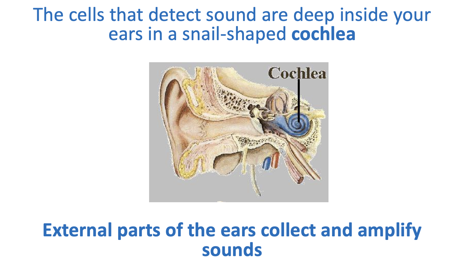 sensory ears
