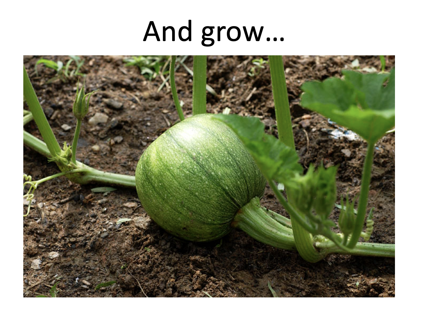 green pumpkin life cycle