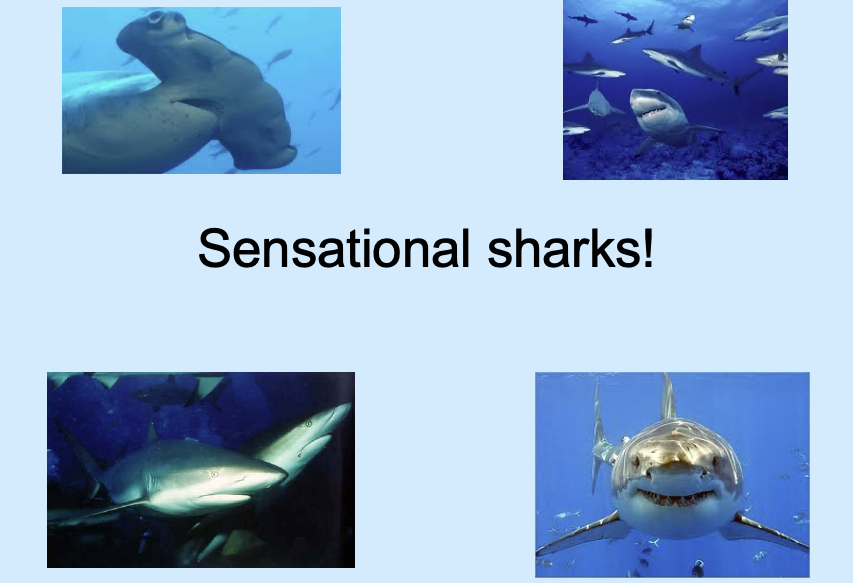 Sharks: non-fiction writing