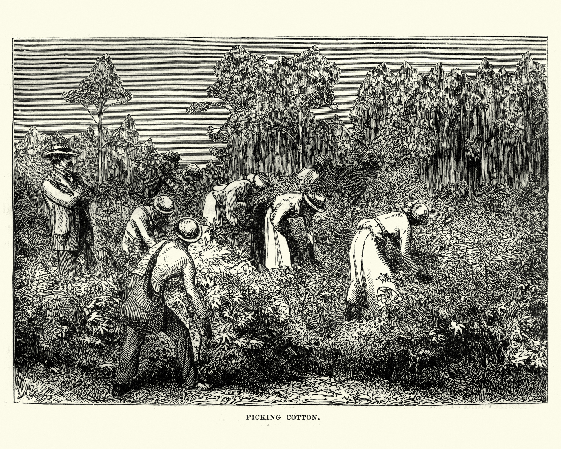workers picking cotton