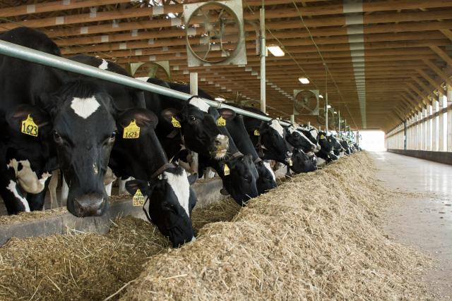 Discover Dairy and Animal Care