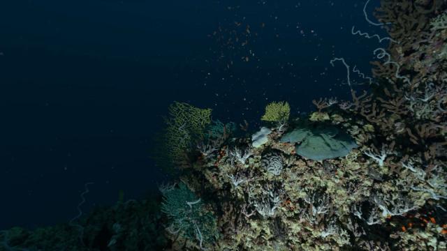 The dark part of the Twilight Zone in the ocean is illuminated with an underwater spotlight.