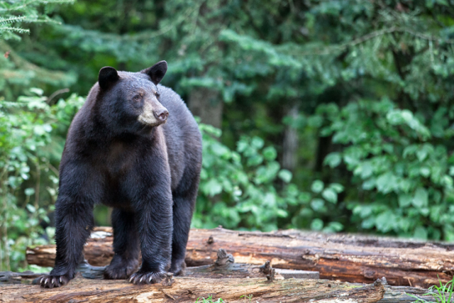 bear