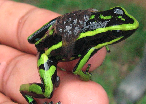 amazon exotic frog amphibian