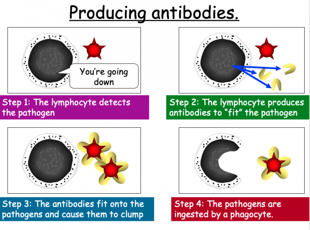 drawing producing antibodies