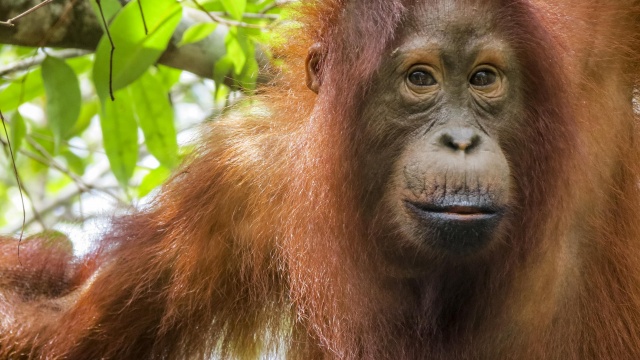orangutan