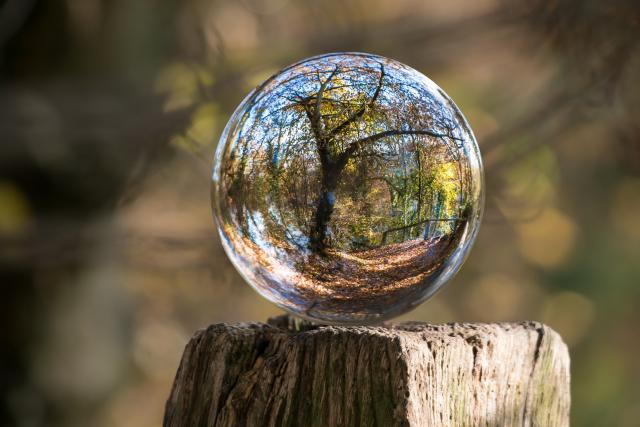 clear glass ball reflecting a forest 
