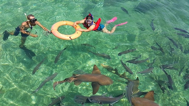 Saving sharks and Rays - Belize