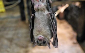 Taking directions from fruit bats and sonar