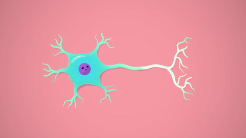 Transmission of NERVE IMULSE
