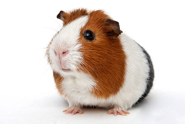 Guinea Pig