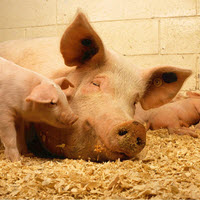 SHIC level 3 - Animal Rights