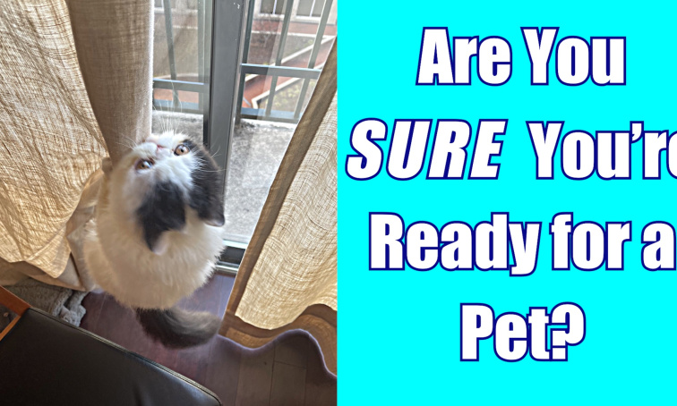 Teaching Responsibility: Are you sure you want a pet?