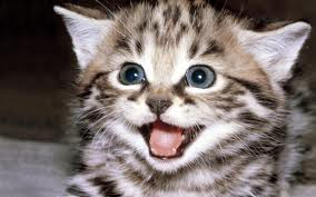 Preview of Kitten1.bmp
