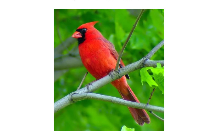 Preview of Bird_Watcher_Posters.docx - page 1