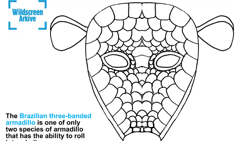 Preview of Brazilian_three-banded_armadillo_mask.pdf - page 1